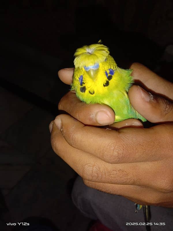 parrot 0