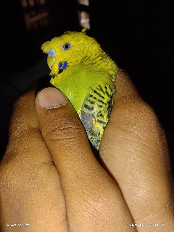 parrot 1