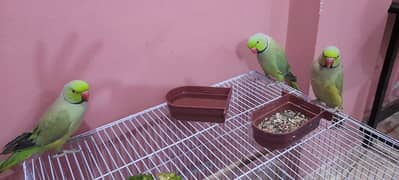 Sale Green Parrot