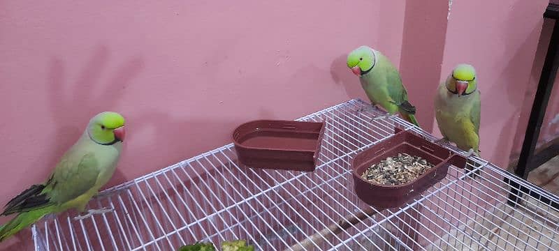 Sale Green Parrot 0