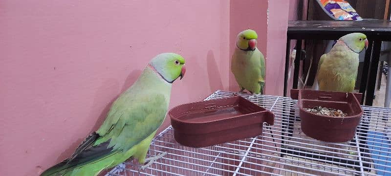 Sale Green Parrot 1