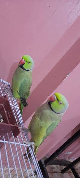 Sale Green Parrot 2