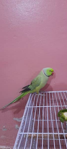 Sale Green Parrot 3