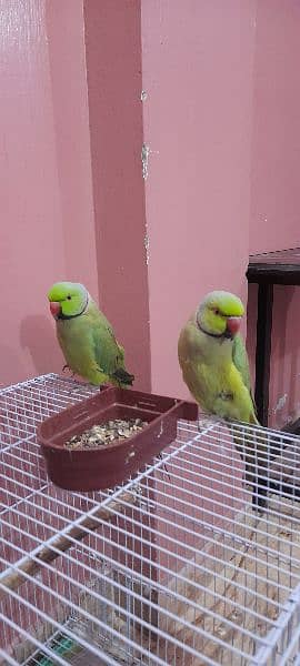 Sale Green Parrot 4