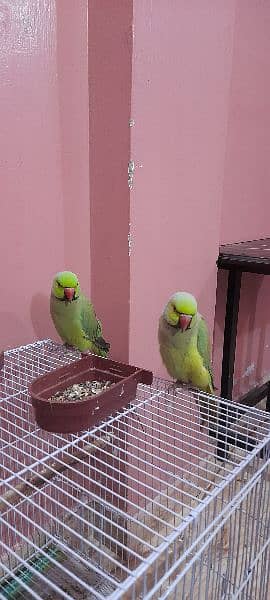 Sale Green Parrot 5