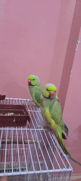 Sale Green Parrot 6