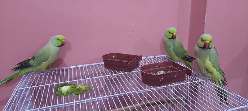 Sale Green Parrot 7