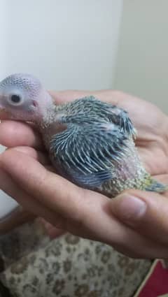 green ringneck chick