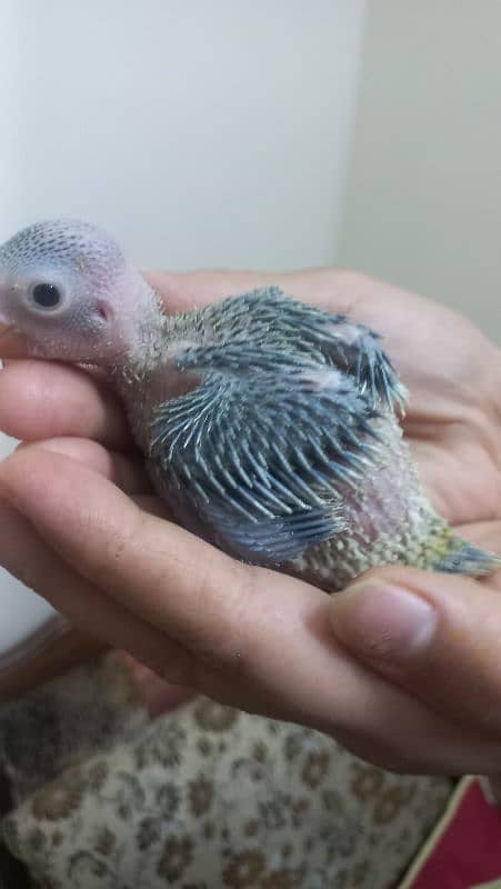 green ringneck chick 0