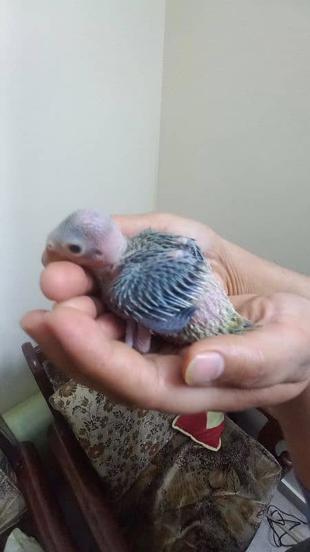 green ringneck chick 1