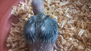 green ringneck chick