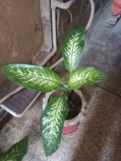 difunbacia plants