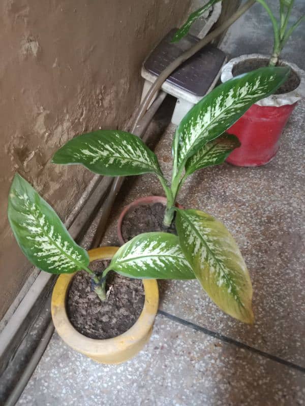 difunbacia plants 1