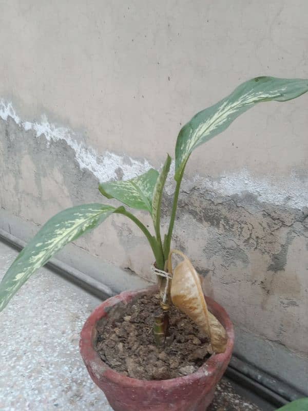 difunbacia plants 2