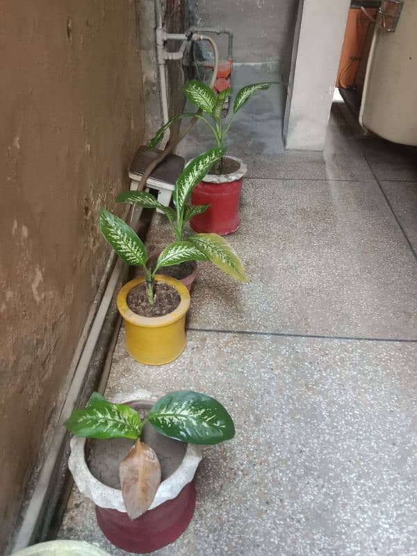 difunbacia plants 3