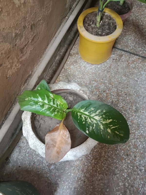 difunbacia plants 4