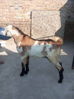 Bakra for sale