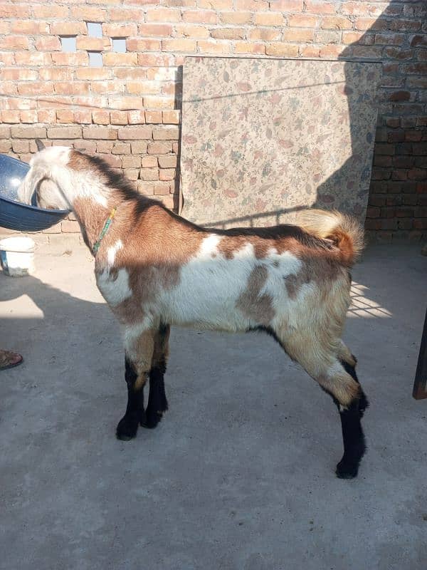 Bakra for sale 0