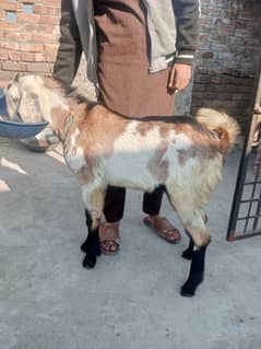 Bakra for sale