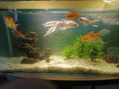 Fish Aquarium with all accessories and fishes