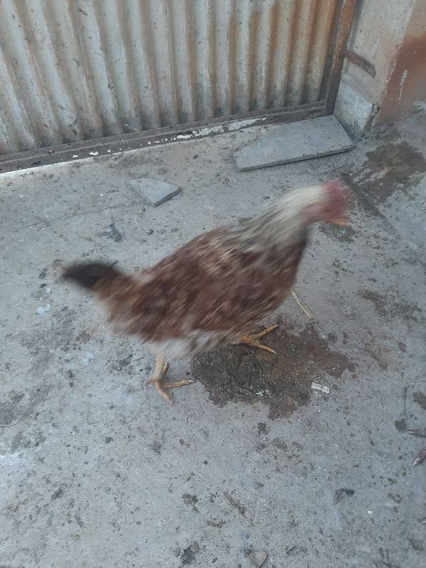 4 egg laying misri hens 1