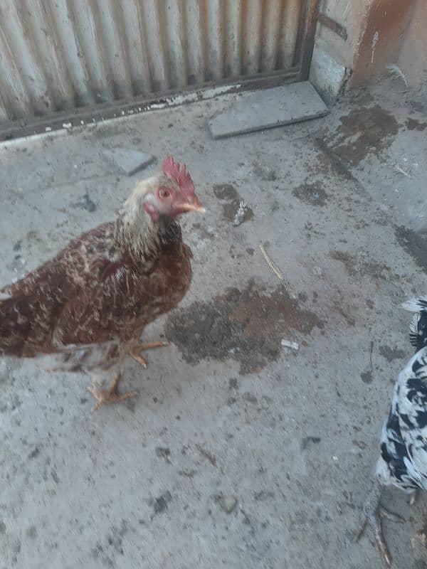 4 egg laying misri hens 3