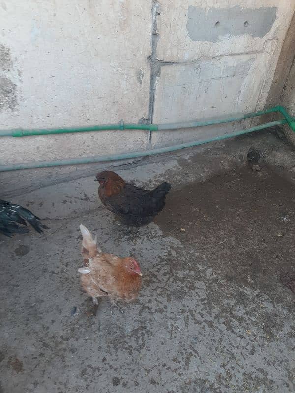 4 egg laying misri hens 4