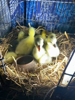 longneck 10 ducks chicks available homebreed