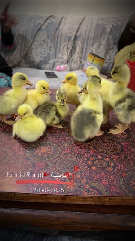 longneck 10 ducks chicks available homebreed 1