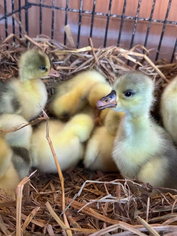 longneck 10 ducks chicks available homebreed 3