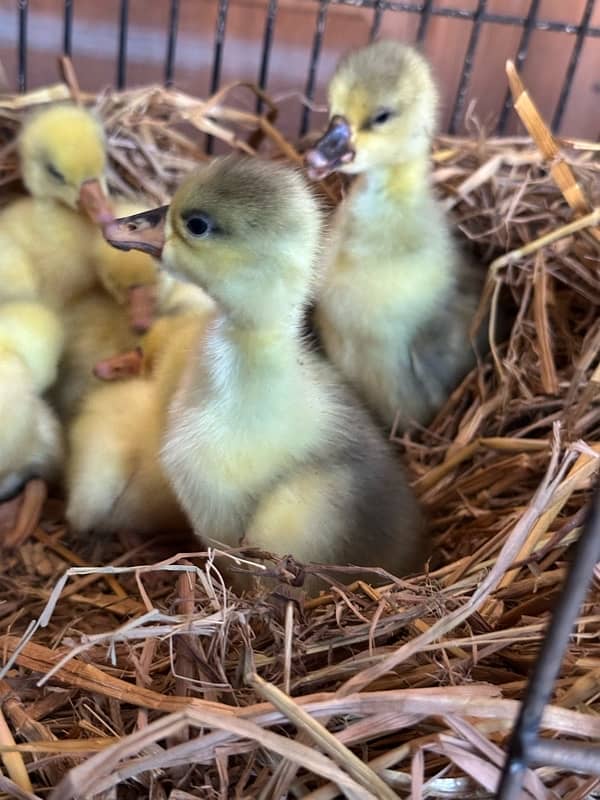 longneck 10 ducks chicks available homebreed 4