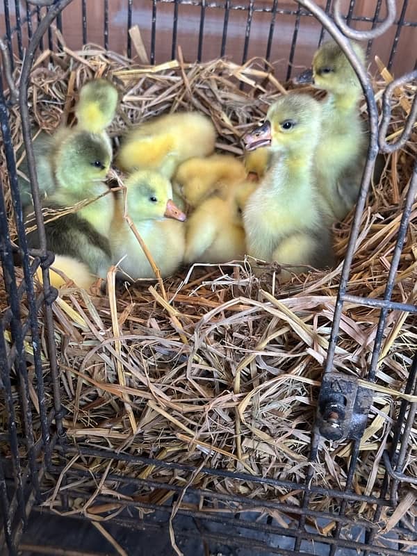 longneck 10 ducks chicks available homebreed 5