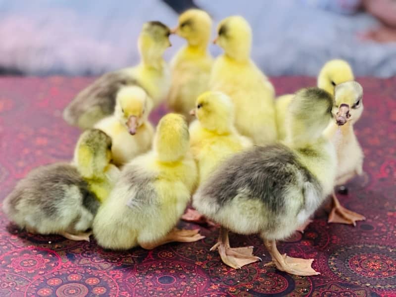 longneck 10 ducks chicks available homebreed 6