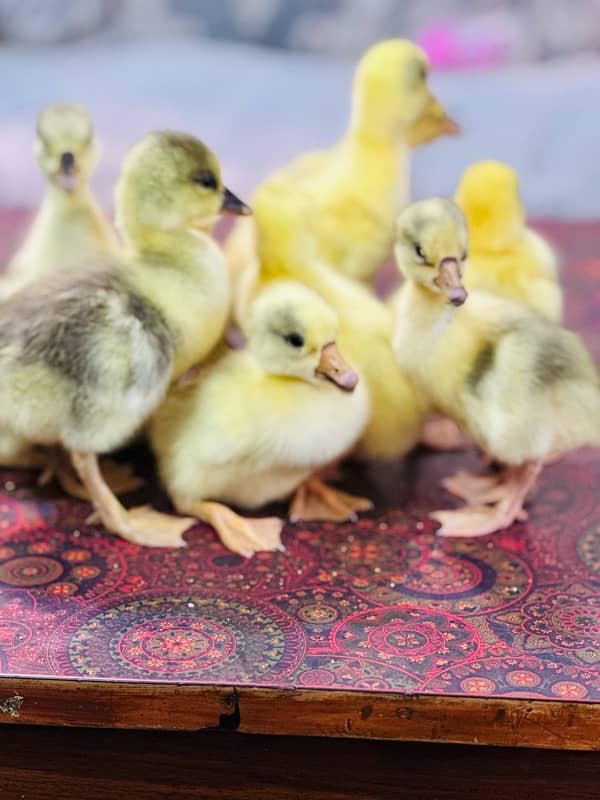 longneck 10 ducks chicks available homebreed 7