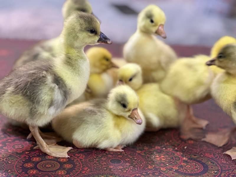 longneck 10 ducks chicks available homebreed 8