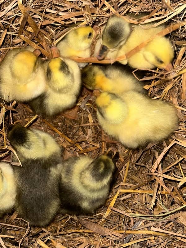 longneck 10 ducks chicks available homebreed 9