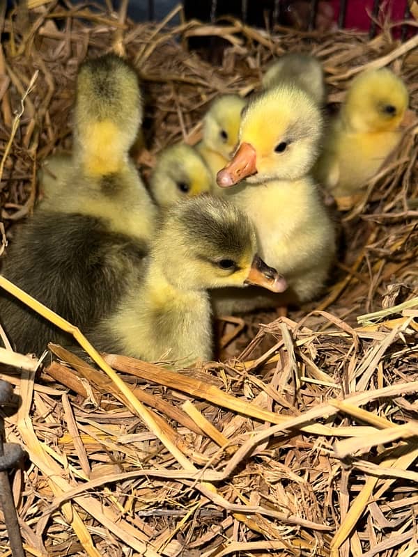 longneck 10 ducks chicks available homebreed 12