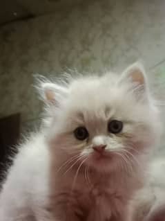 Persian kittens for sale