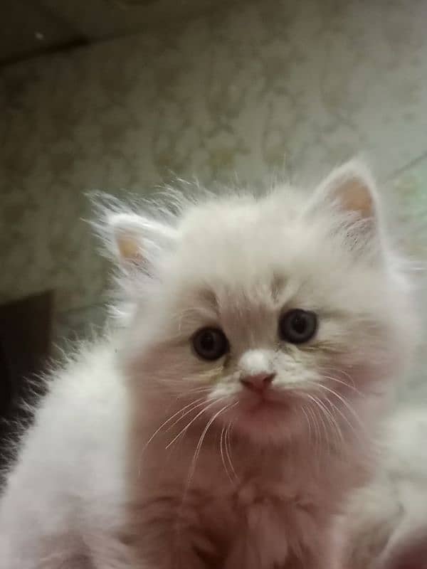 Persian kittens for sale 0