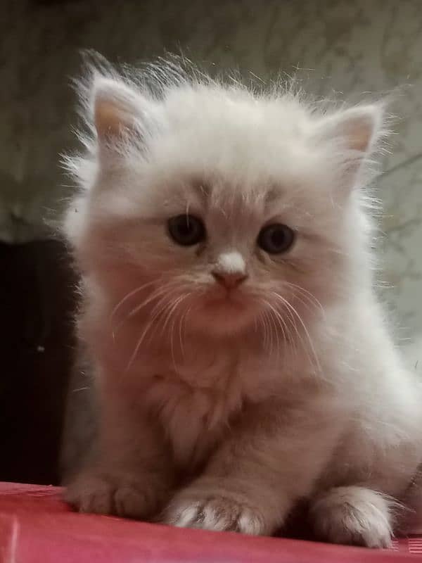 Persian kittens for sale 1