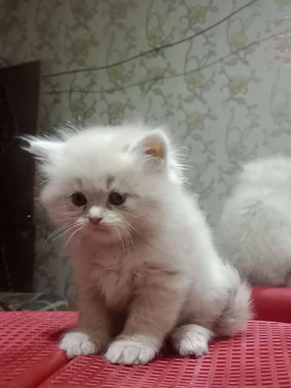 Persian kittens for sale 2