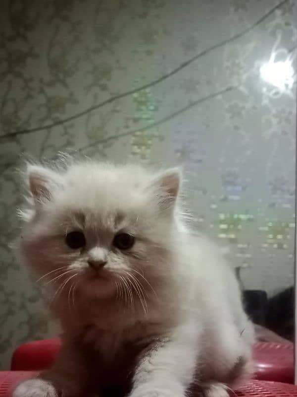 Persian kittens for sale 3