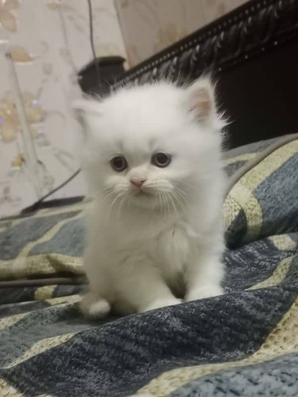 Persian kittens for sale 5