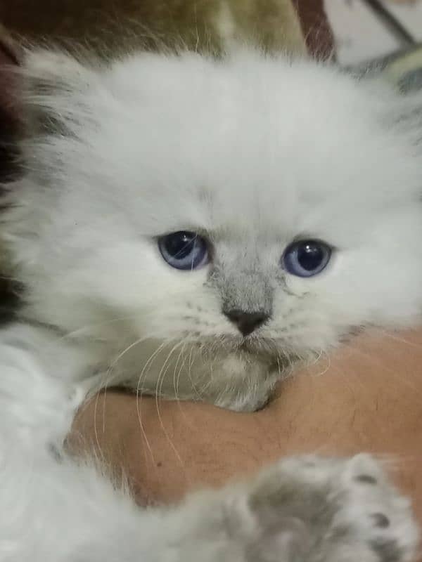 Persian kittens for sale 6