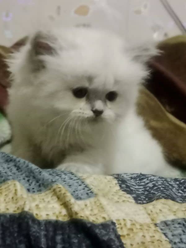 Persian kittens for sale 7