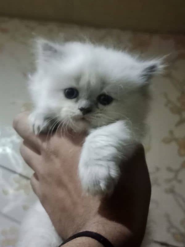 Persian kittens for sale 8