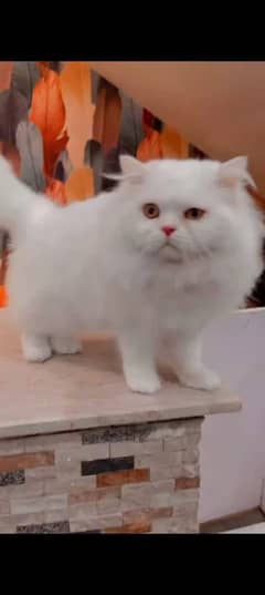 Persian cat for sale male or female my WhatsApp 03292443631