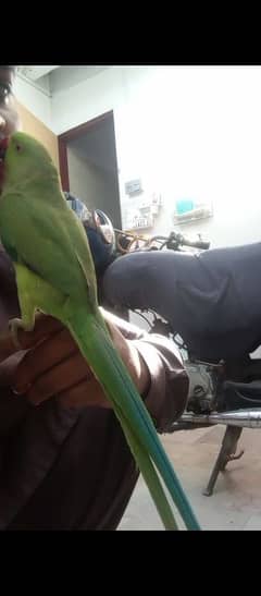 parrot for sale contact now 03182120400