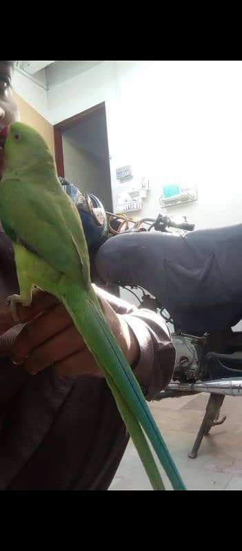 parrot for sale contact now 03182120400 0