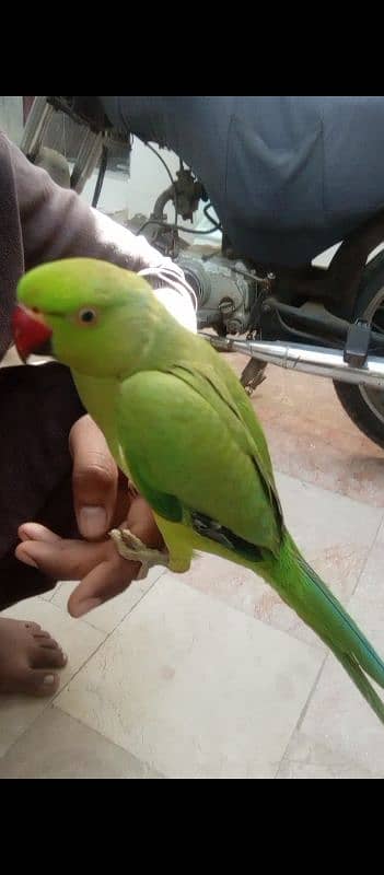 parrot for sale contact now 03182120400 1